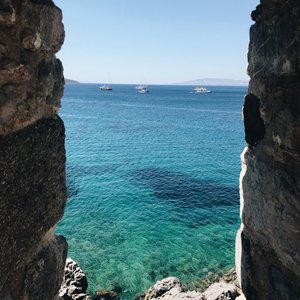 树精缠绕藤蔓产子干
